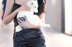 小姐姐变成白狐,小姐姐的神秘蜕变之旅