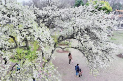 梨花网红,绽放网络新风采